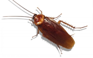 Hamam Böceğinden Kurtulmanın Yolları