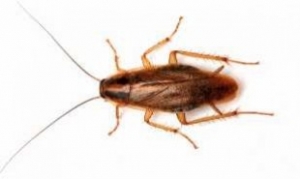 Alman Hamam Böceği