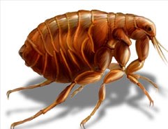 Belediye Pire İlaçlama