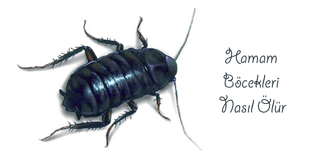 Hamam Böcekleri Nasıl Ölür