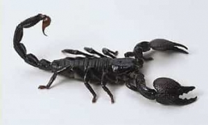 Akrep İlaçlama Şirketi