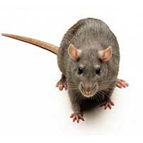 Pendik Fare İlaçlama