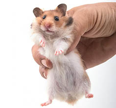 Beyoğlu Fare İlaçlama